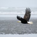 eagle on a beach