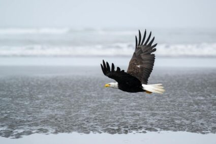 eagle on a beach