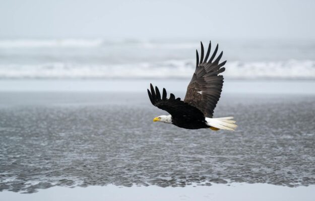 eagle on a beach