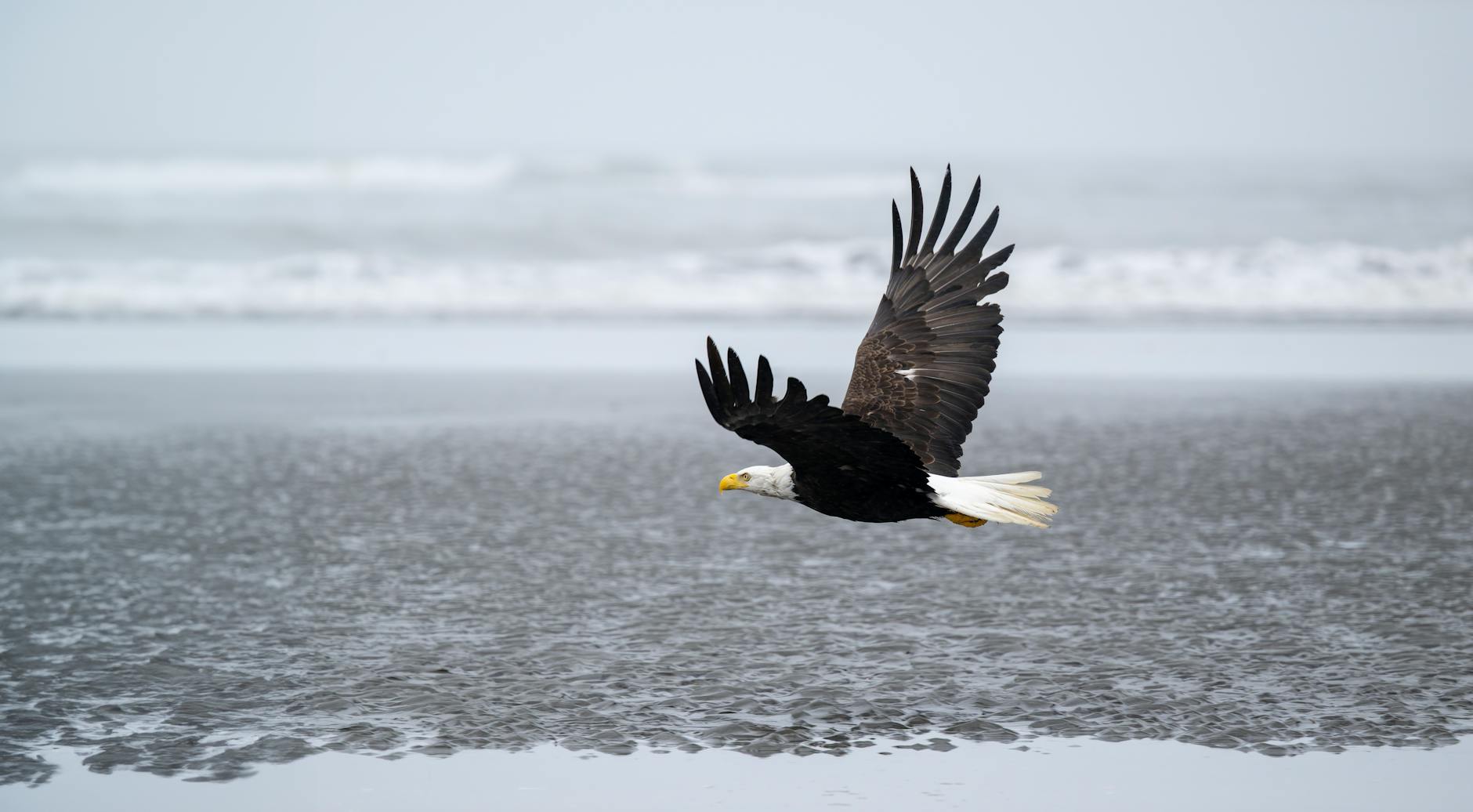 eagle on a beach