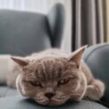 close up of british shorthair cat relaxing indoors