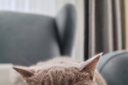 close up of british shorthair cat relaxing indoors