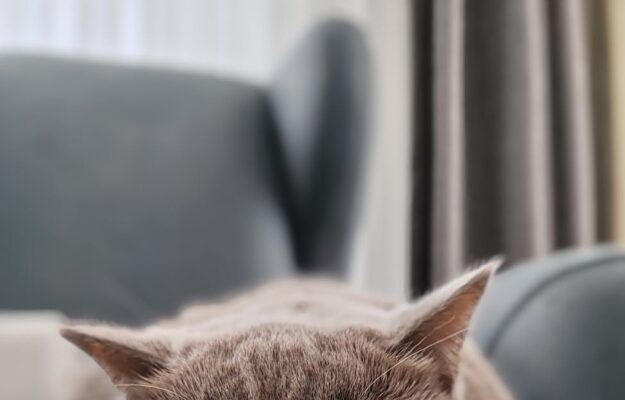 close up of british shorthair cat relaxing indoors