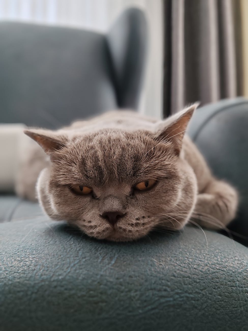 close up of british shorthair cat relaxing indoors